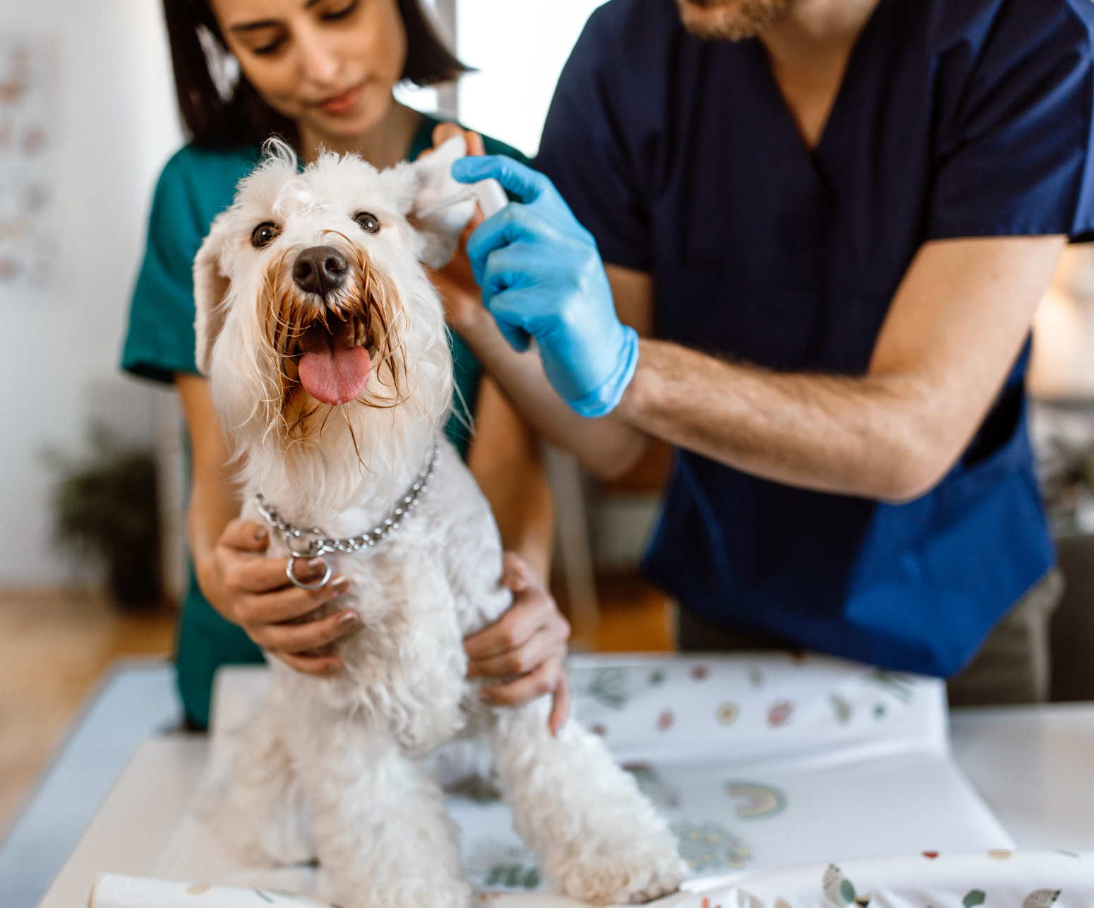 Vet cleaning a white dog’s ear while another vet holds the dog