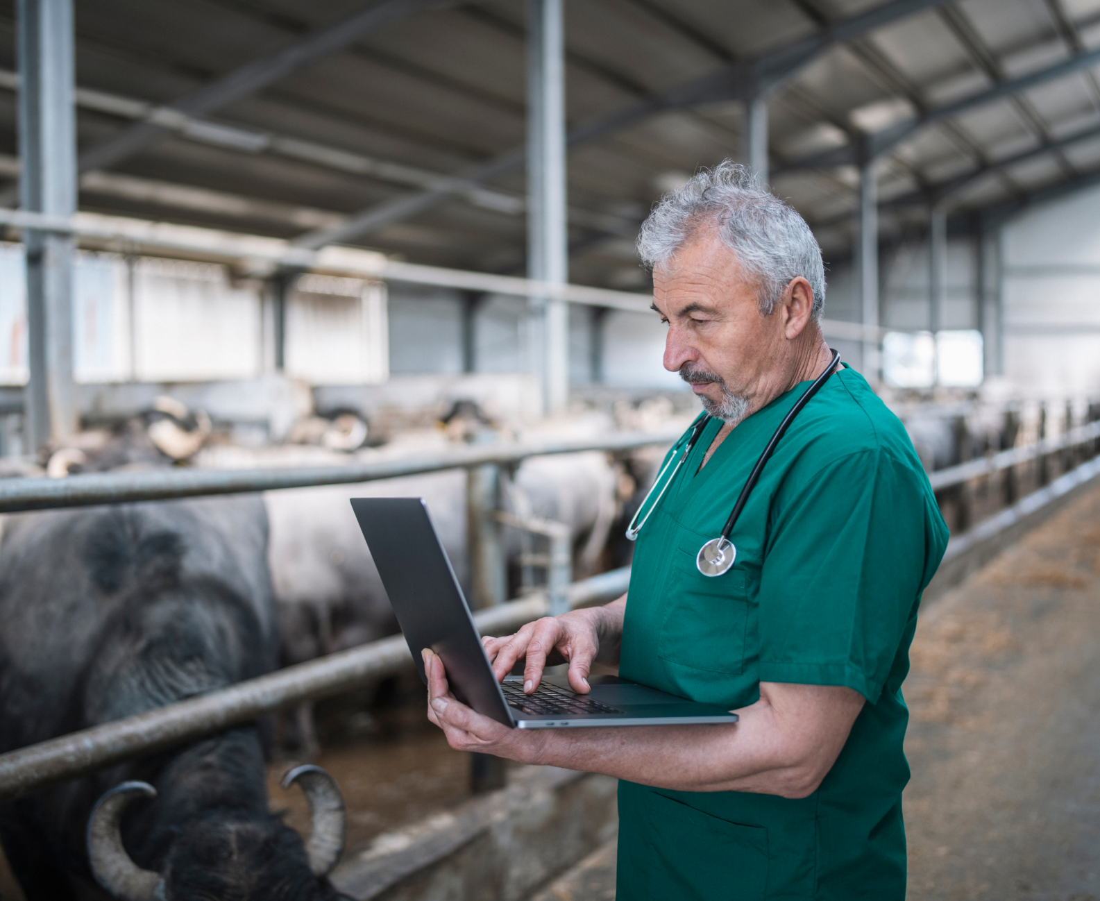 Vet working on a laptop inside a cattle barn