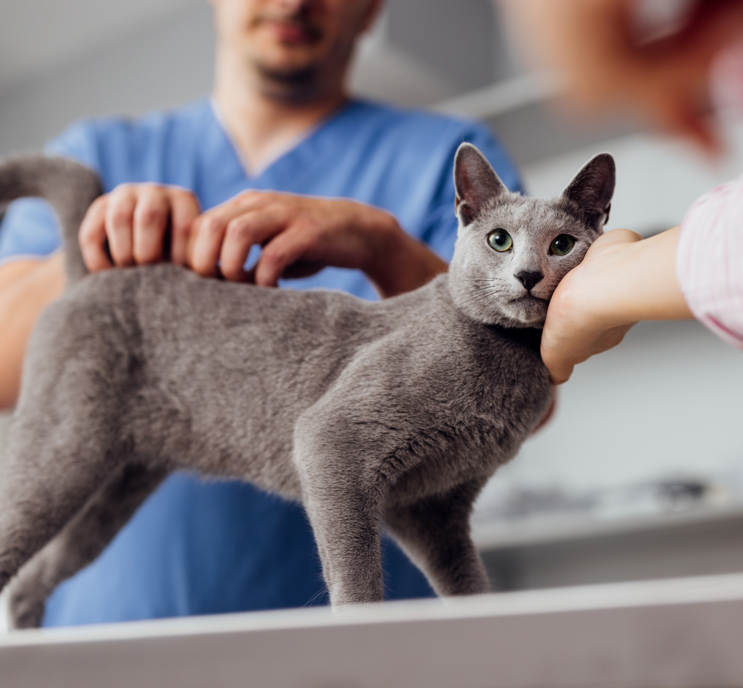 Vet examining a gray cat while someone rubs the cat’s cheek