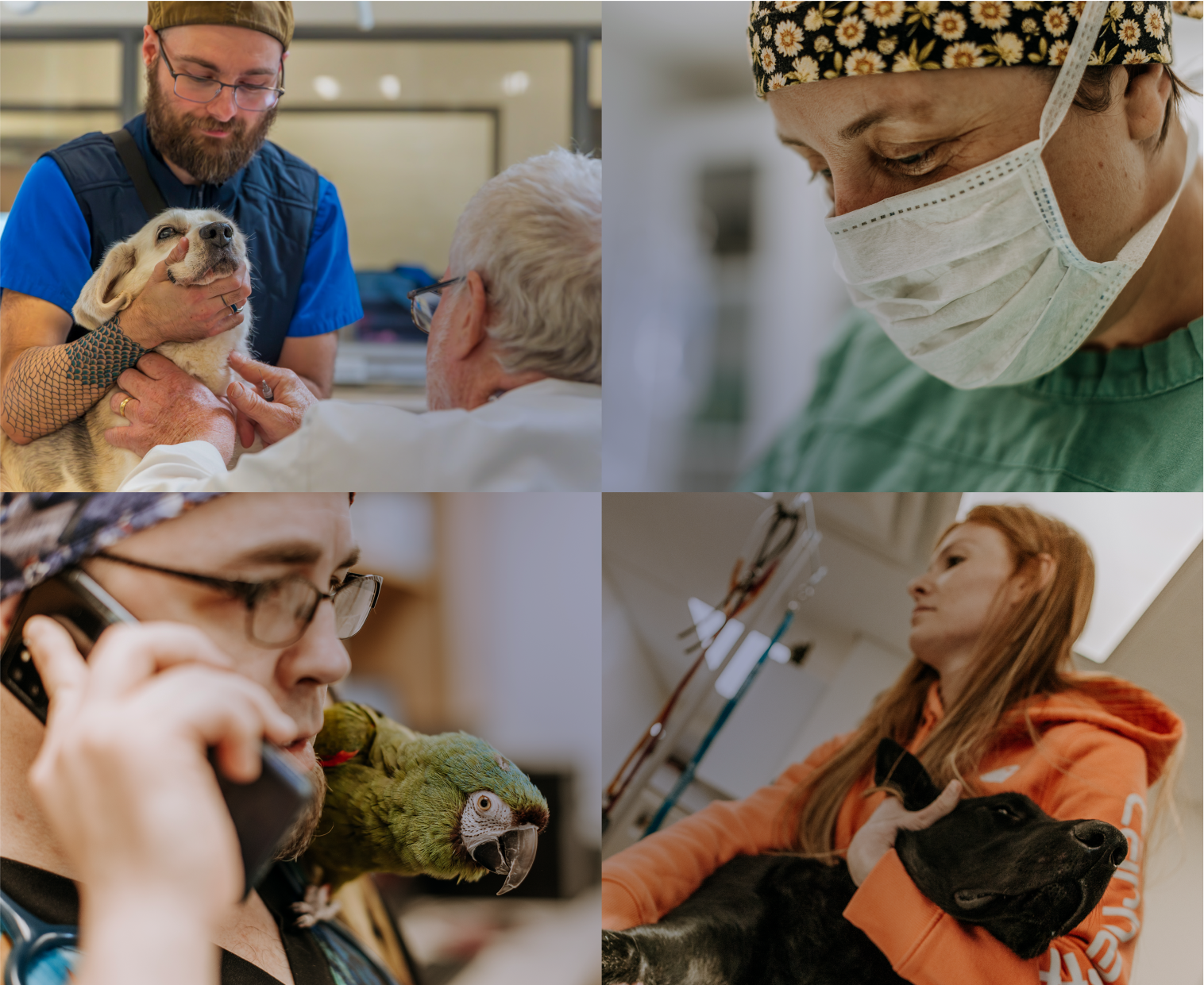 Collage of 4 veterinary clinic scenes: a small dog, vet in surgery, parrot, and large black dog