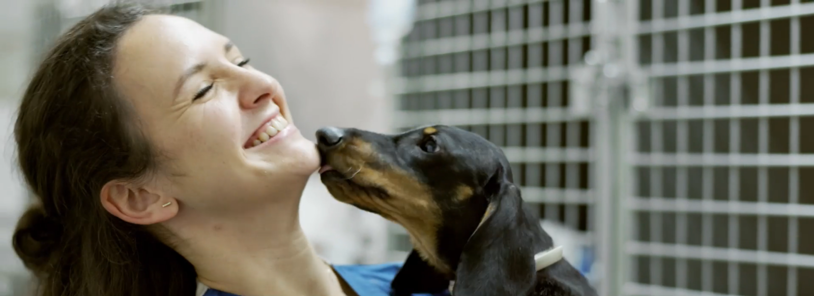 Background image of dog giving kisses to vet
