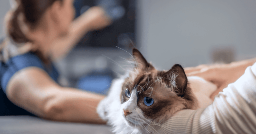 A cat laying in its owners arms while a vet tech takes an ultrasound in the background