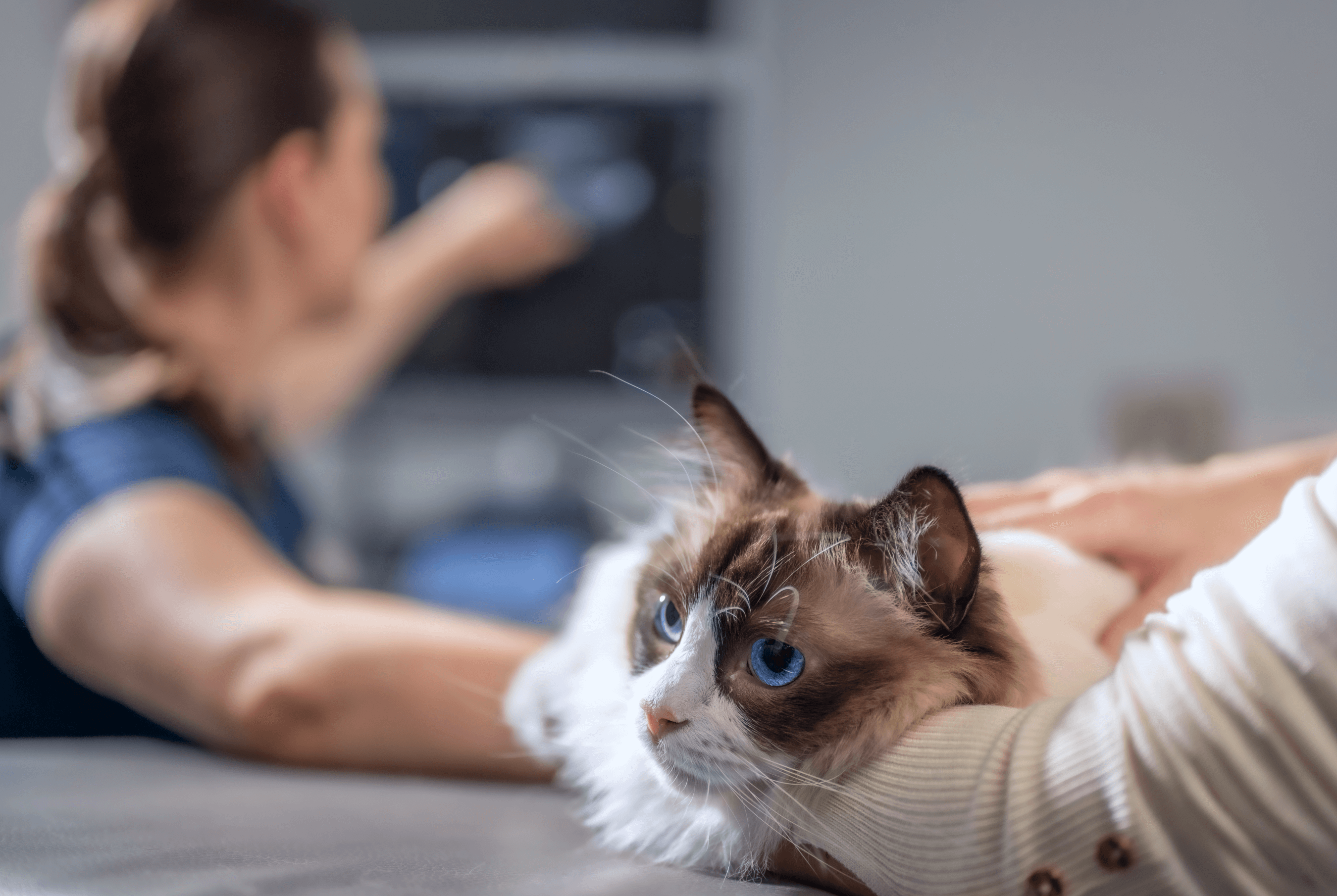 A cat laying in its owners arms while a vet tech takes an ultrasound in the background