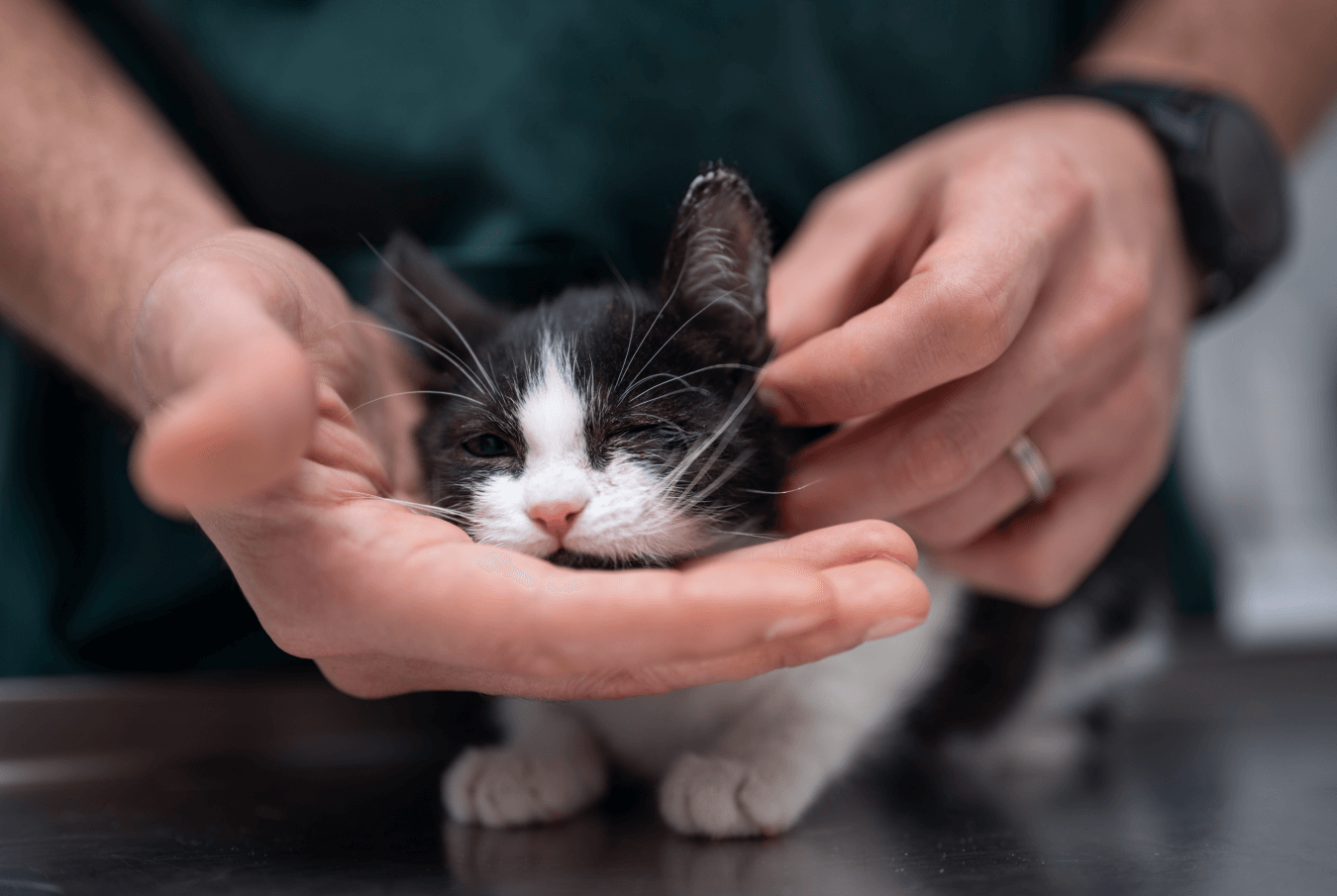 A vet tech gently cradling a kitten’s head as they examine its ears.