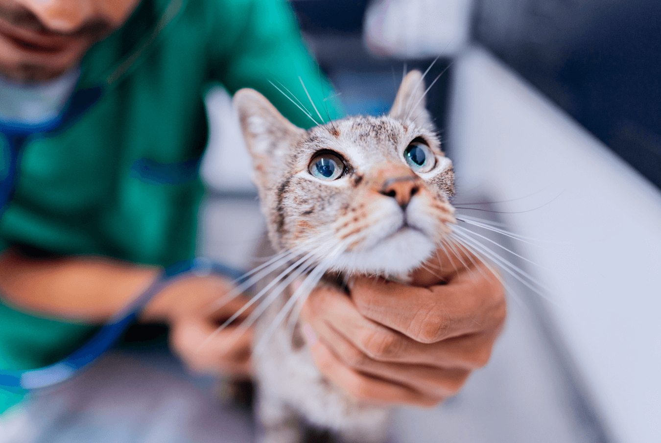 Close-up image of a cat with a vet tech checking its heartbeat in the background.]