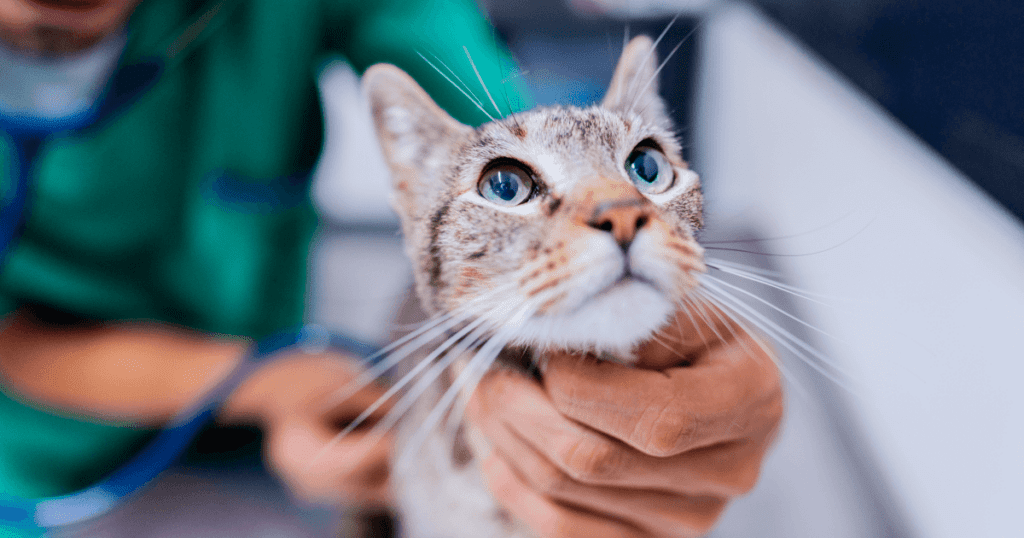 Close-up image of a cat with a vet tech checking its heartbeat in the background.]