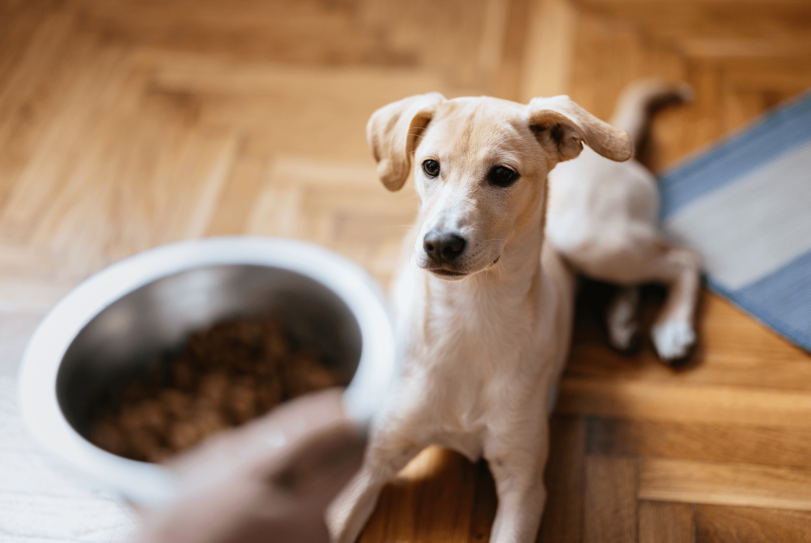 A small white dog laying near a food bowl with an expectant expression.