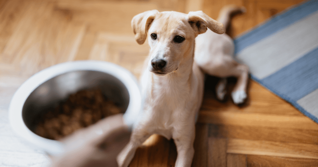 A small white dog laying near a food bowl with an expectant expression.