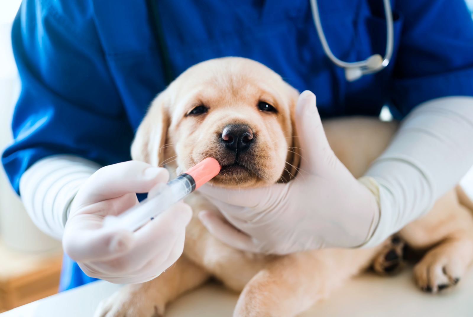 A vet tech feeding a labrador puppy with a syringe.