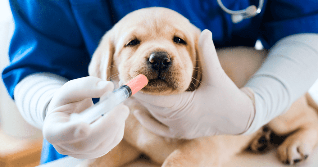 A vet tech feeding a labrador puppy with a syringe.