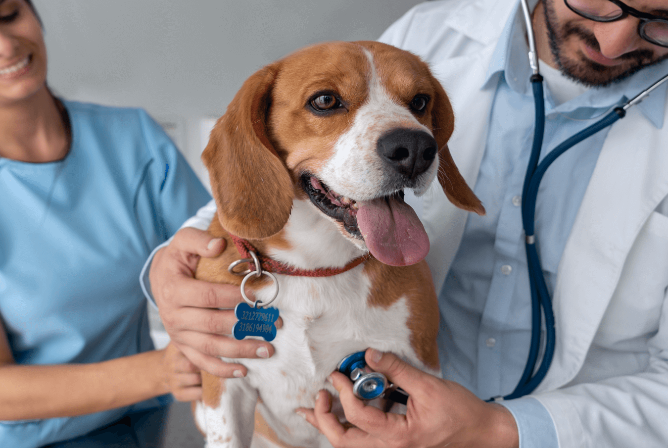 A smiling vet and vet tech examining a beagle.