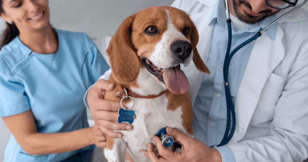 A smiling vet and vet tech examining a beagle.