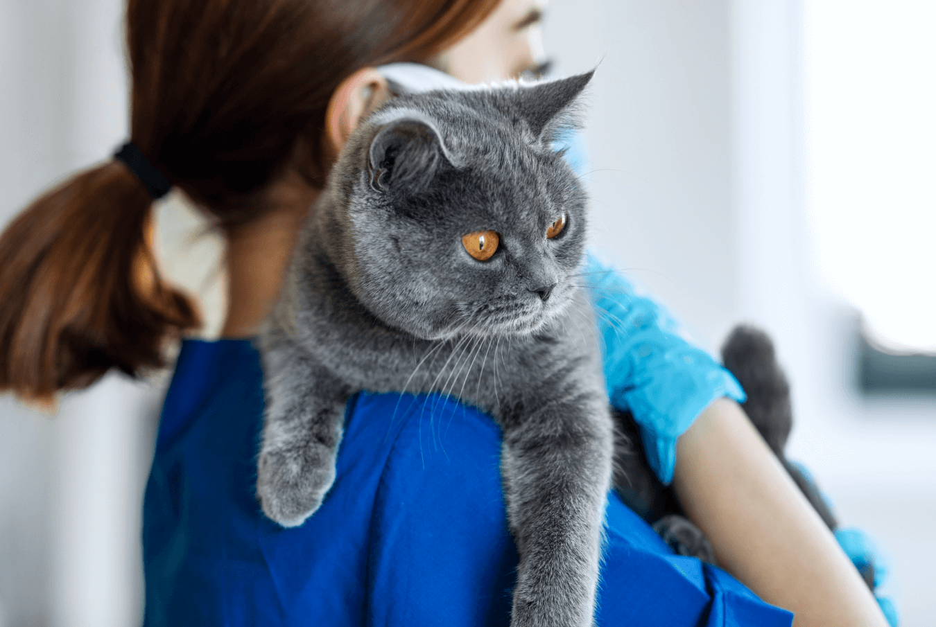 A female vet tech carrying a gray cat on her shoulder