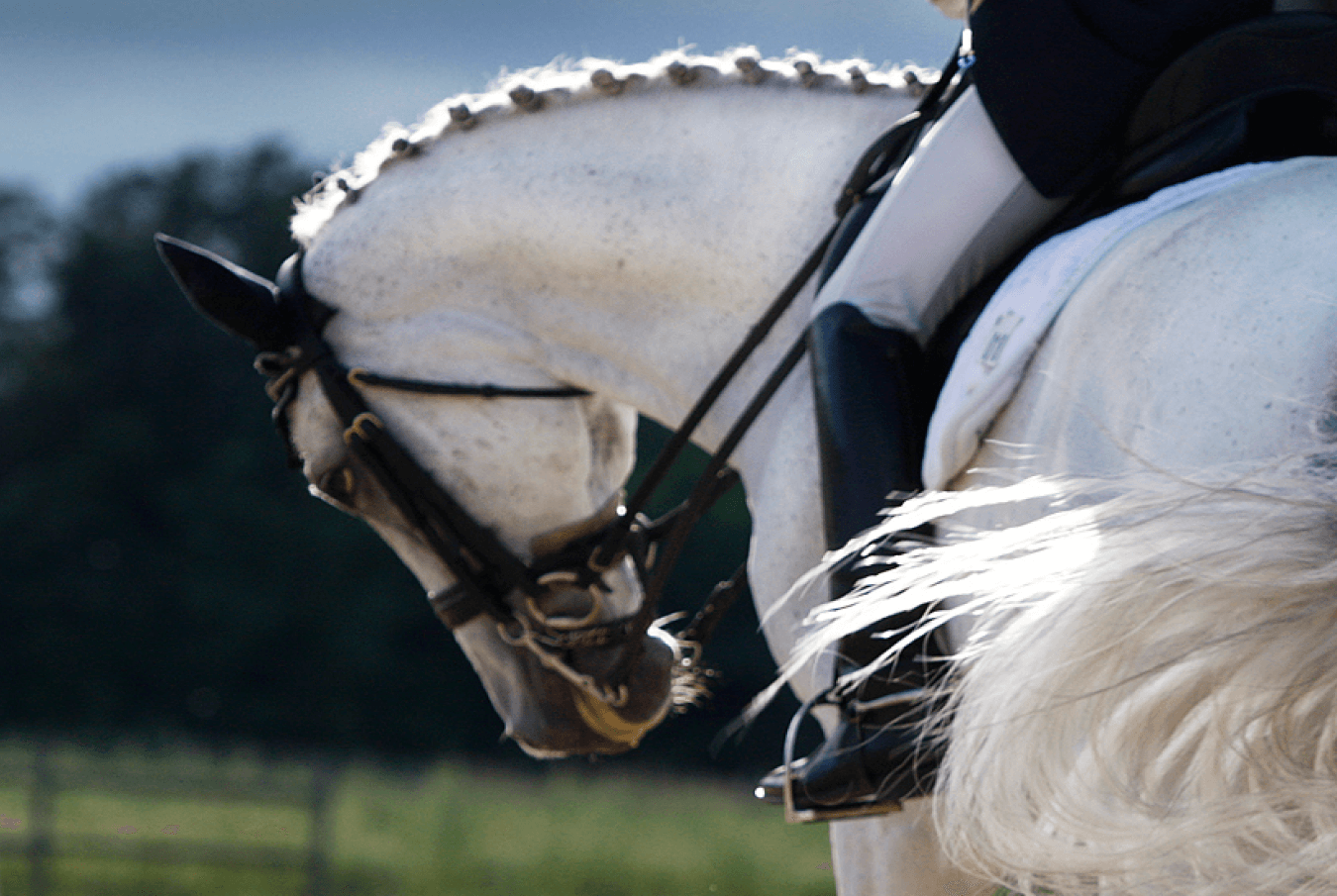 Closeup of a decorated white dressage horse, with the leg of its rider visible.