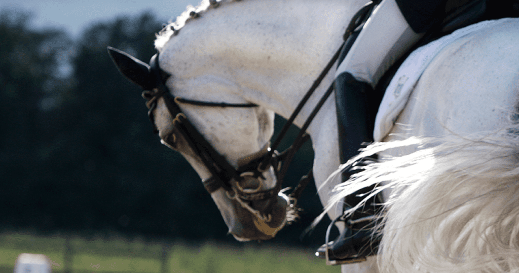 Closeup of a decorated white dressage horse, with the leg of its rider visible.