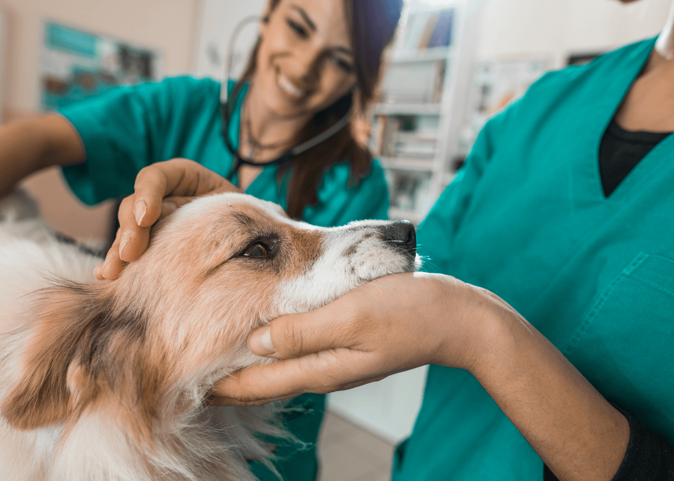 A smiling female vet examines a brown dog while another gently holds its head to keep it calm