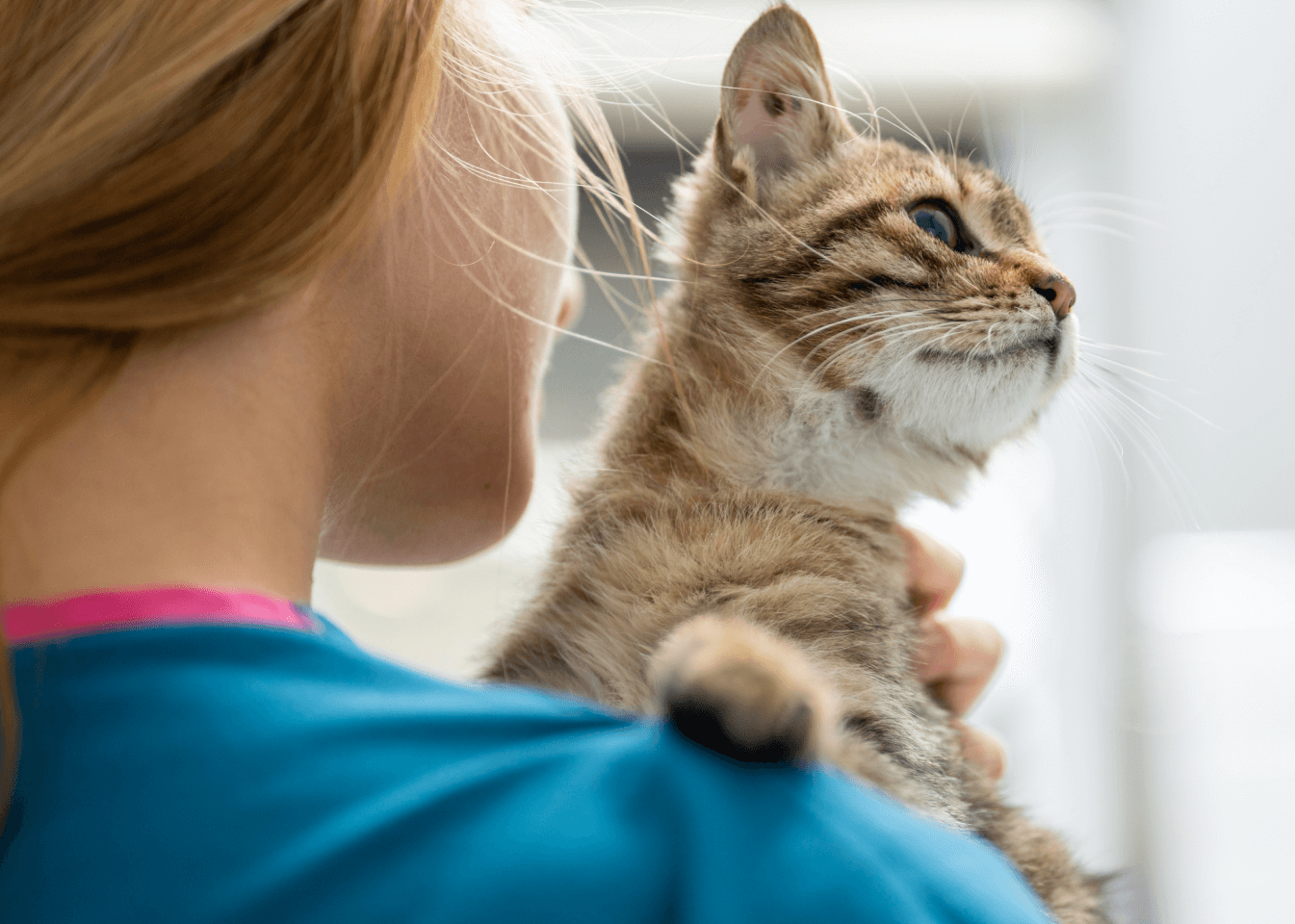 Female vet seen from the back hugging a striped cat looking over her shoulder