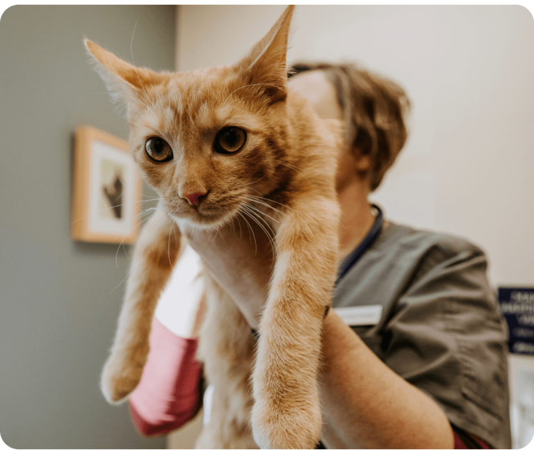 Veterinarian gently lifts a calm orange cat onto the examination table in a well-lit clinic room.