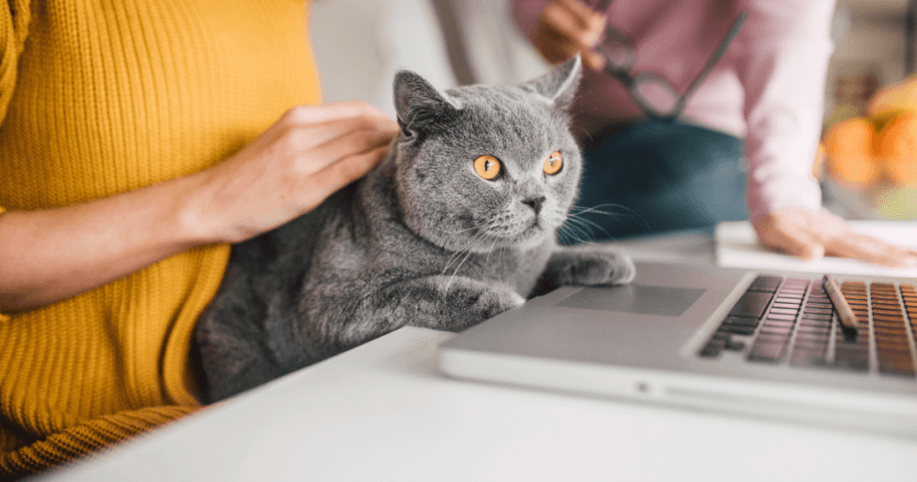 Woman holding a grey cat with golden eyes on her lap with an open laptop in front of her