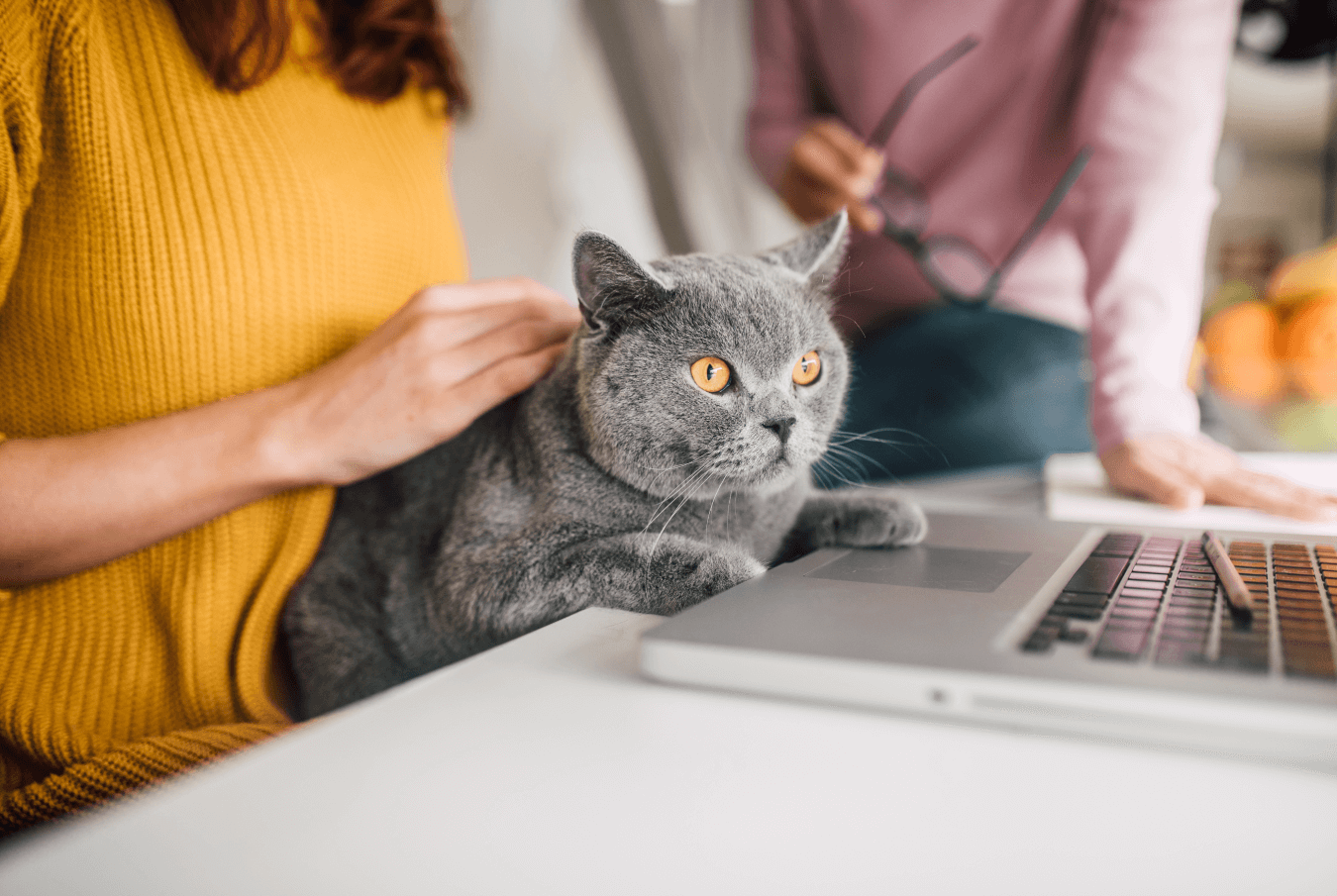 Woman holding a grey cat with golden eyes on her lap with an open laptop in front of her