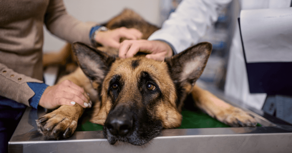 Unhappy-looking large dog on its belly lying on an examining table being held gently by a vet and its owner