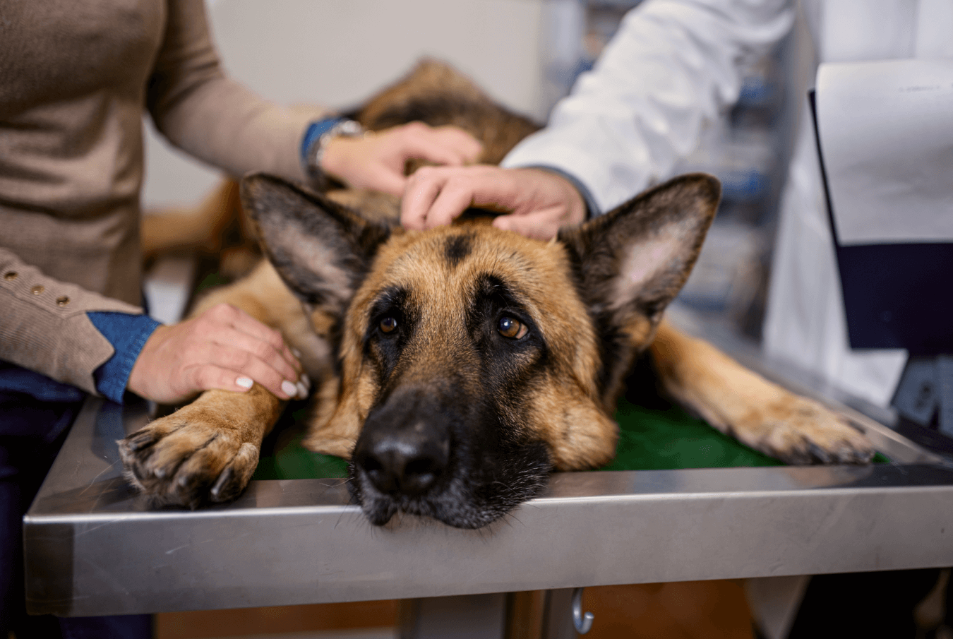 Unhappy-looking large dog on its belly lying on an examining table being held gently by a vet and its owner