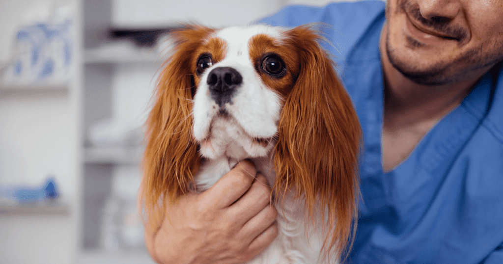 Smiling vet reaching behind a cavalier king charles spaniel to scratch its chest.