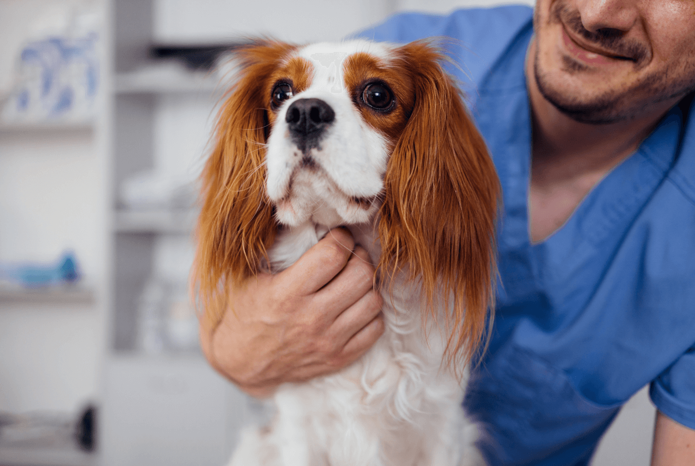 Smiling vet reaching behind a cavalier king charles spaniel to scratch its chest.