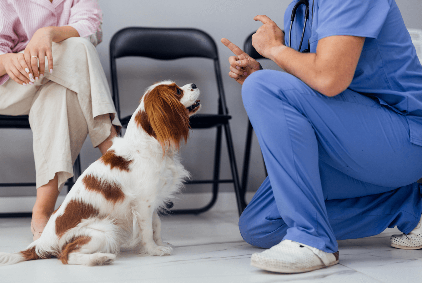 a vent kneels in front and talks to an attentive cavalier king charles spaniel