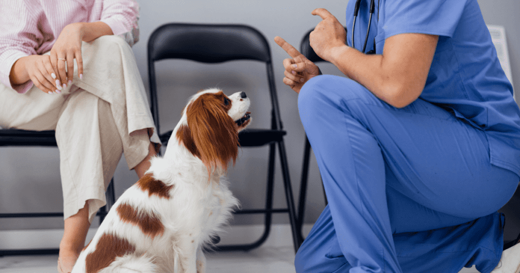 a vent kneels in front and talks to an attentive cavalier king charles spaniel