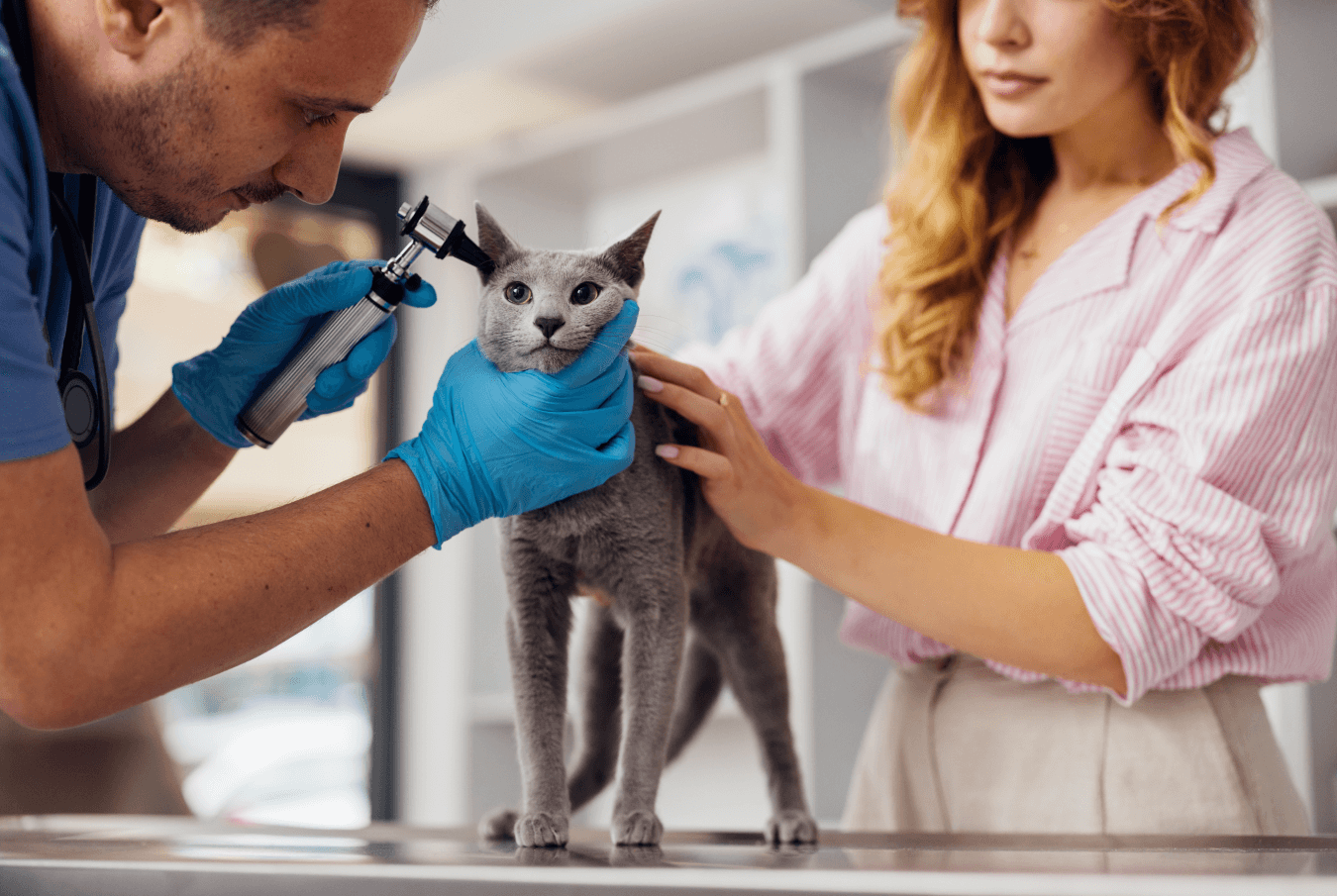 Vet using an instrument to examine a grey cat’s ear