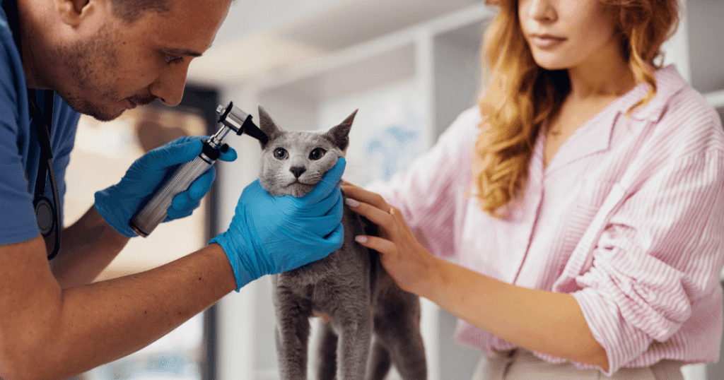 Vet using an instrument to examine a grey cat’s ear