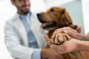 From alone to empowered: How one veterinary clinic found its community with VetSuite®