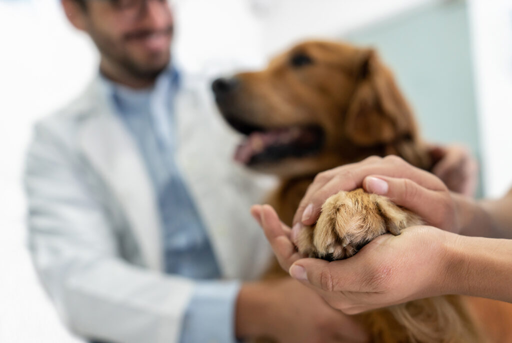 Case Study - Image of pet owner holding dogs paw