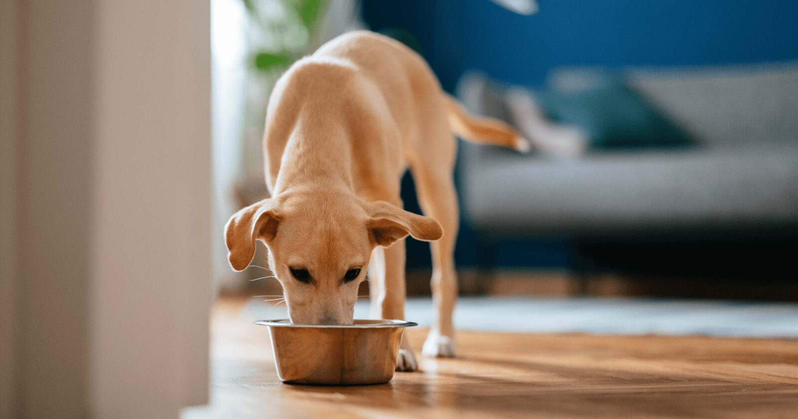 A small tan dog eats from a bowl