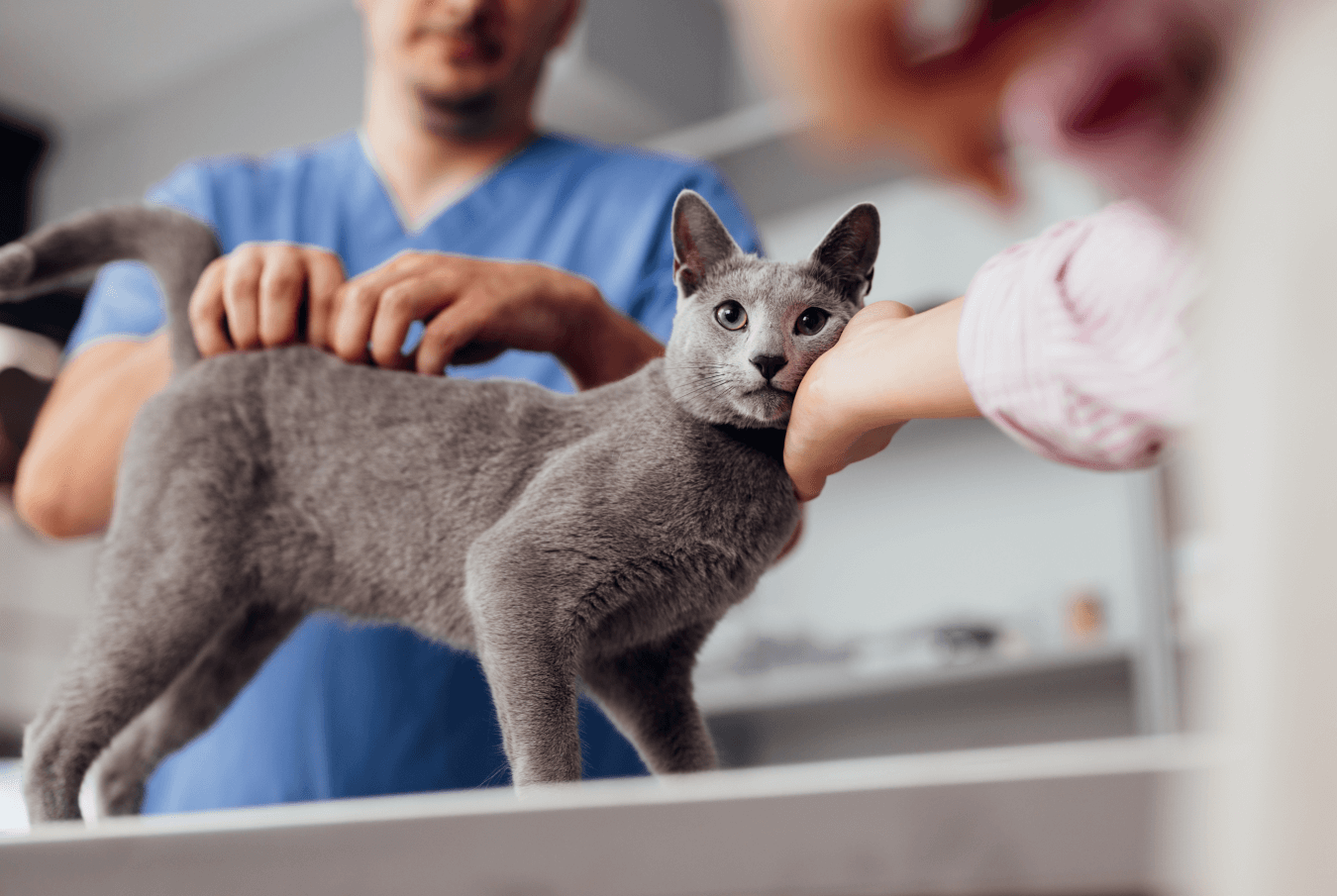 Vet scratching a grey cat’s back while it rubs up against the pet parent’s hand