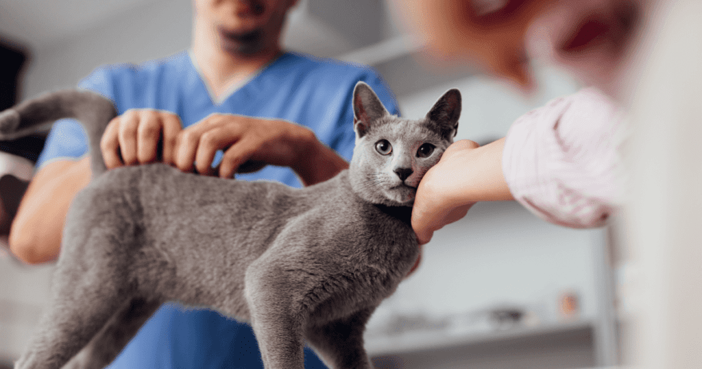 Vet scratching a grey cat’s back while it rubs up against the pet parent’s hand