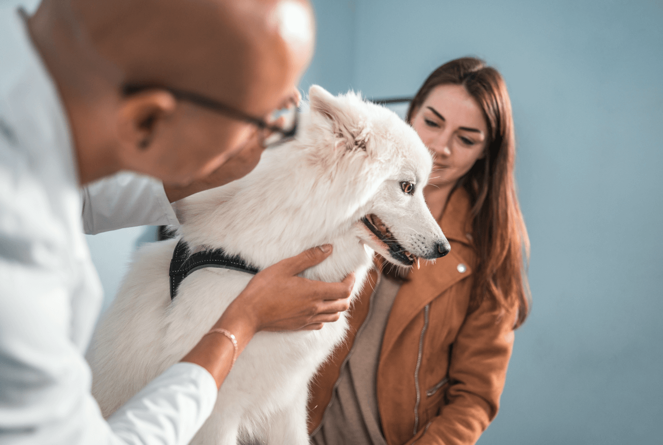 Vet checking a large white dog while the pet owner looks on smiling