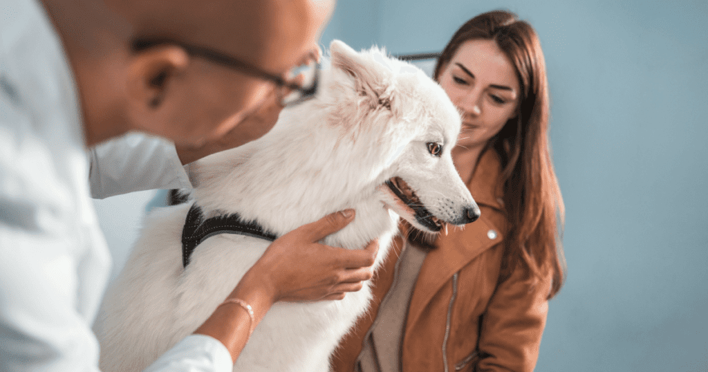 Vet checking a large white dog while the pet owner looks on smiling