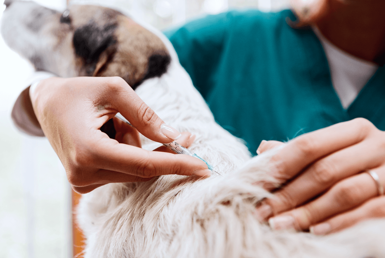 Vet giving a dog and injection