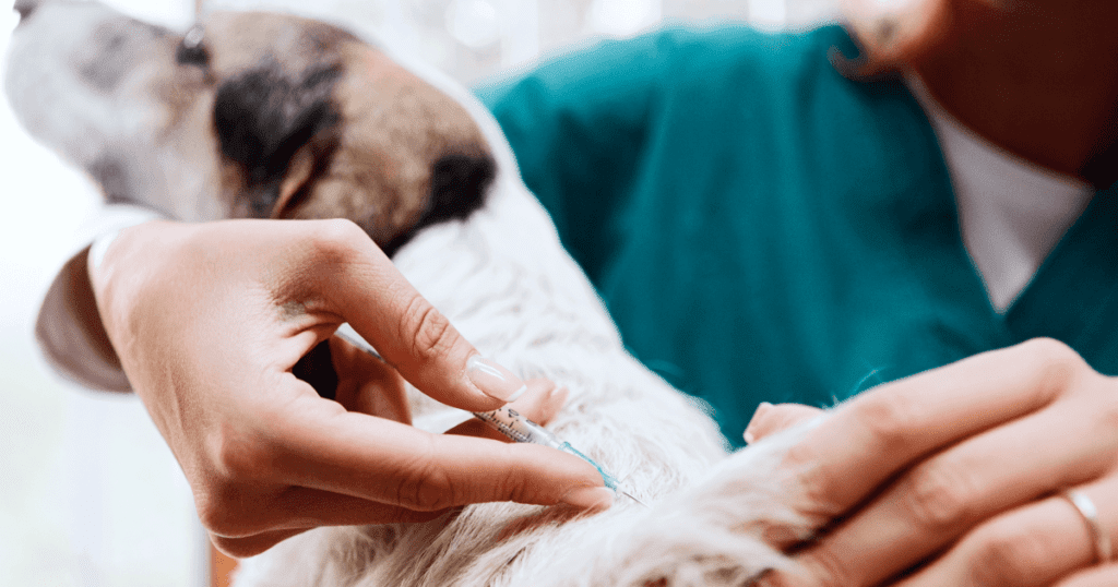 Vet giving a dog and injection