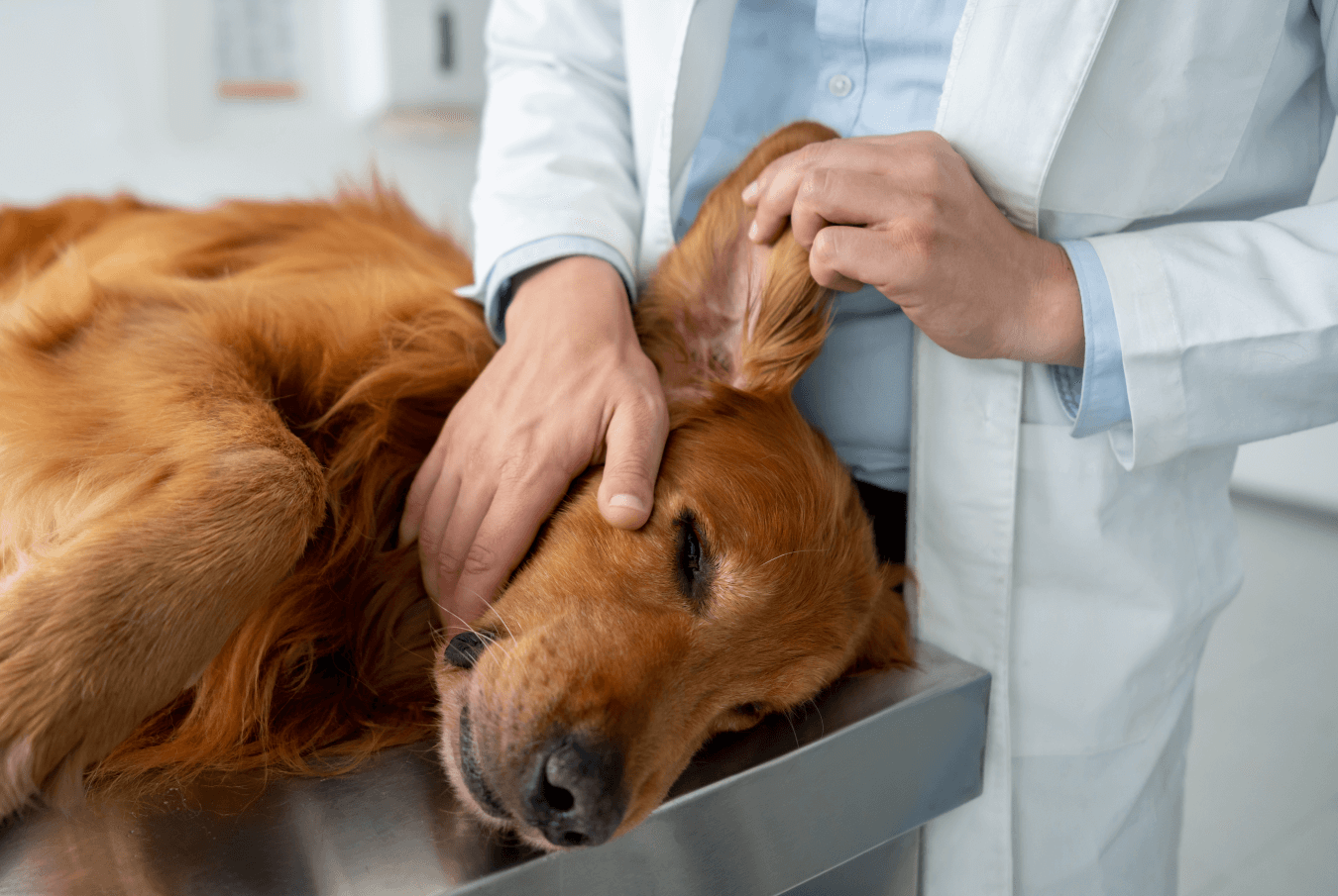 Vet checking the ear of a golden retriever’s ear lying on the examining table