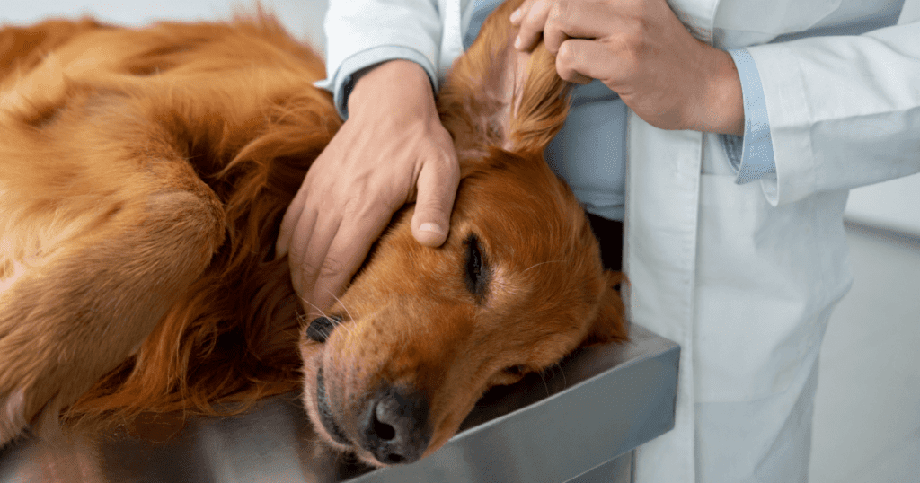 Vet checking the ear of a golden retriever’s ear lying on the examining table