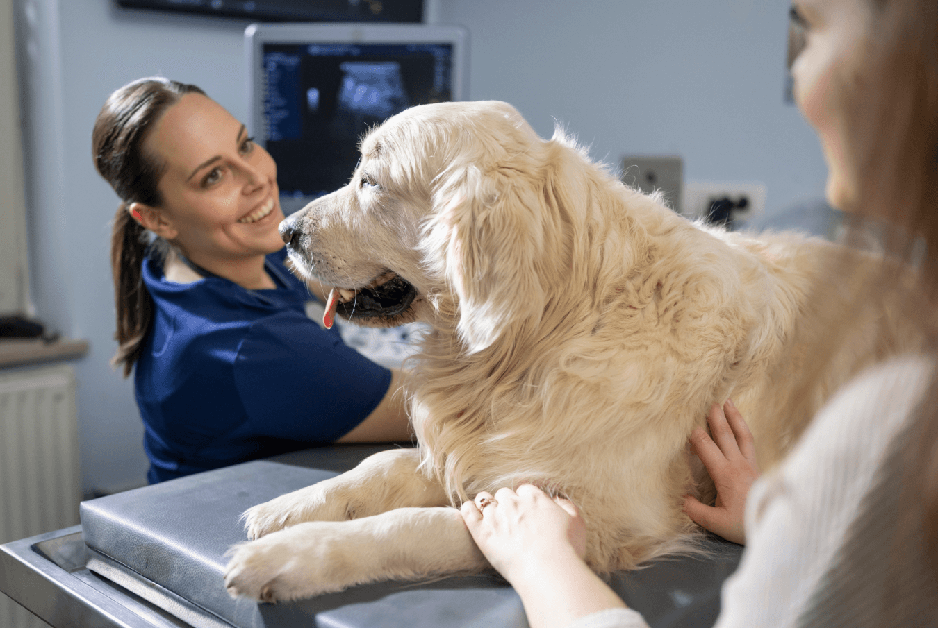 Big white dog being examined on an examining table by a smiling vet accompanied by its owner