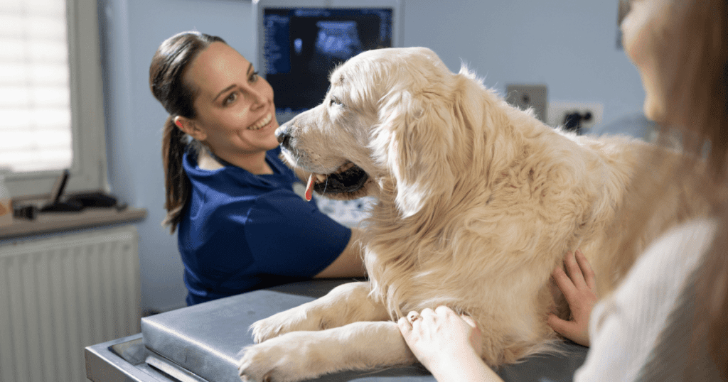 Big white dog being examined on an examining table by a smiling vet accompanied by its owner