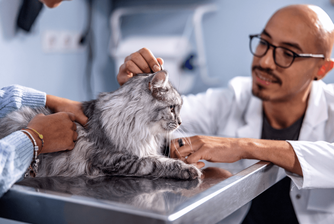 A vet provides care to a long-haired gray cat