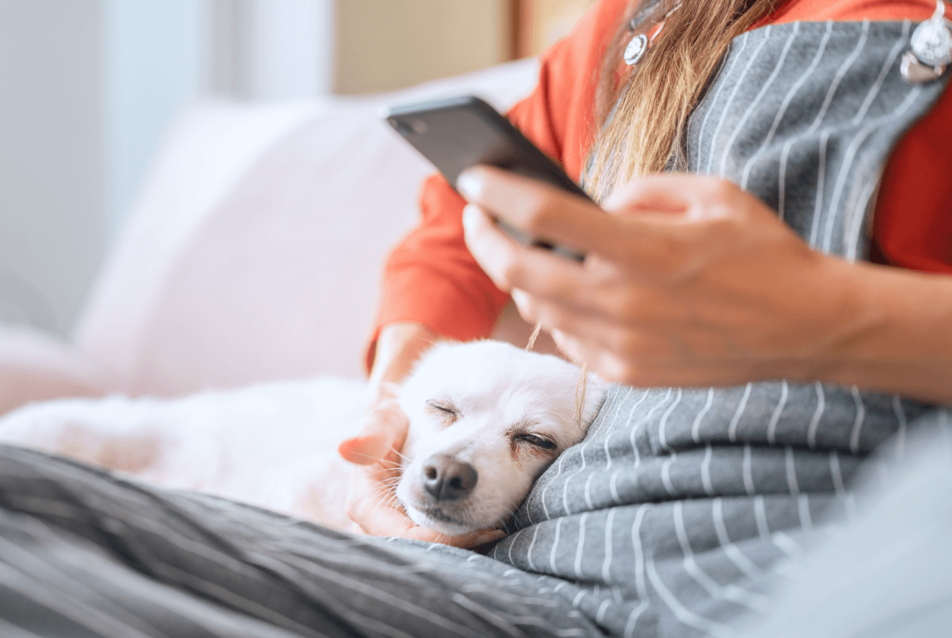 Small, sleepy white dog snuggled next to yound woman viewing her smartphone on a white couch.