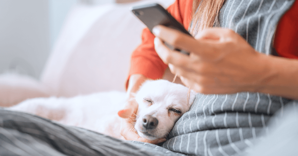 Small, sleepy white dog snuggled next to yound woman viewing her smartphone on a white couch.