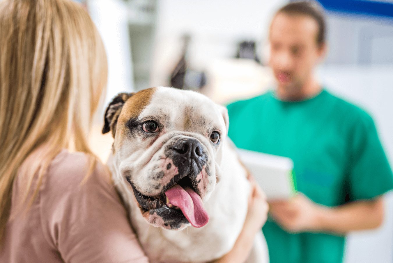 Blonde woman holding her bulldog and talking with a vet