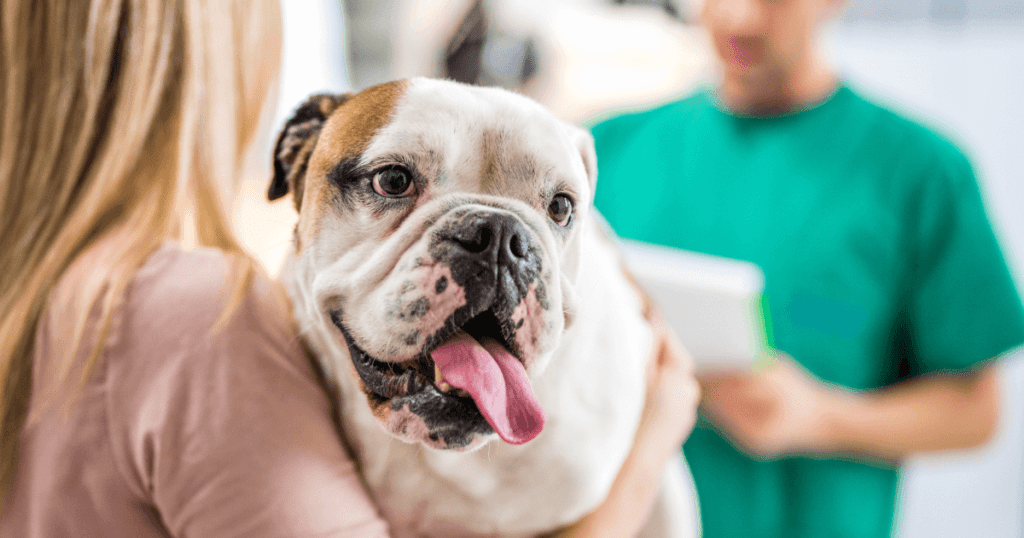 Blonde woman holding her bulldog and talking with a vet